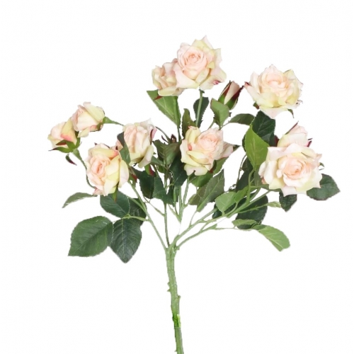 Роза кущова поштучно Роза кущова поштучно