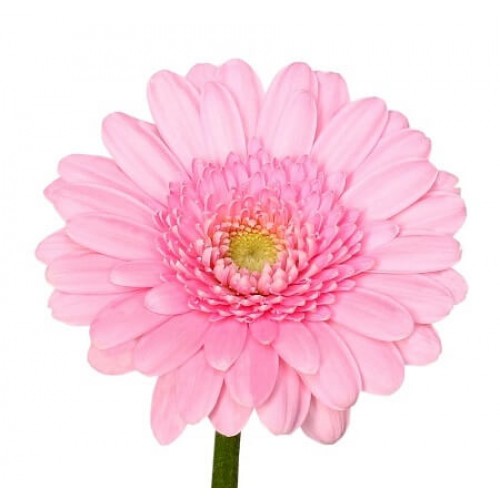 Гербера поштучно