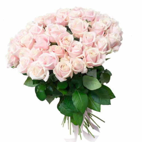 51 роза Талеа "Нежность рассвета"