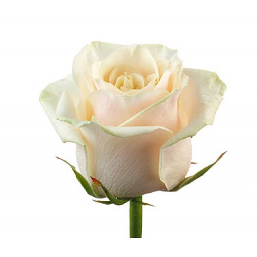 Кремовые розы поштучно